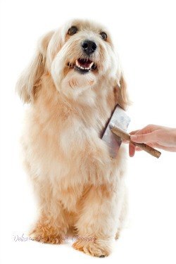 removing pet hair 