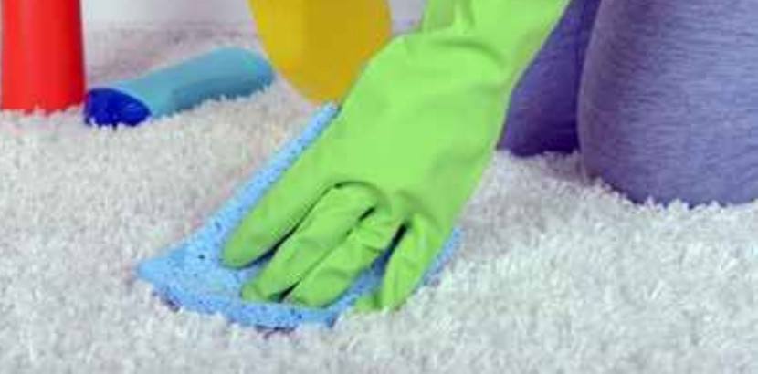 pets and carpet stains