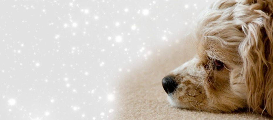 Carpet Cleaning in Greater Manchester
